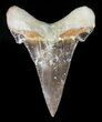 Auriculatus Shark Tooth - Dakhla, Morocco (Restored) #47849-1